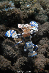 Hymenocera picta
island Bali by Sergey Lukashin 